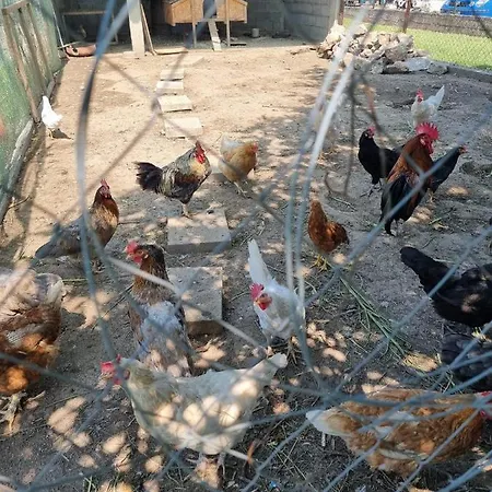 Balabani Local Gasthof Golubovci