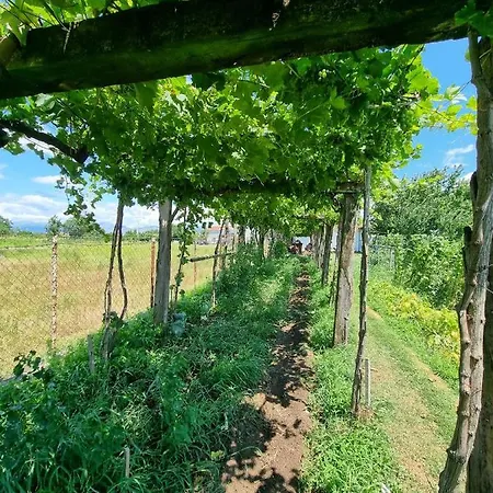 Balabani Local Gasthof Golubovci